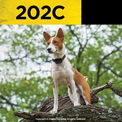 202C No-Nonsense Dog Training Collar/Two Dogs 10 Lbs